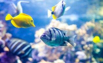 L'aquarium récifal pour les débutants