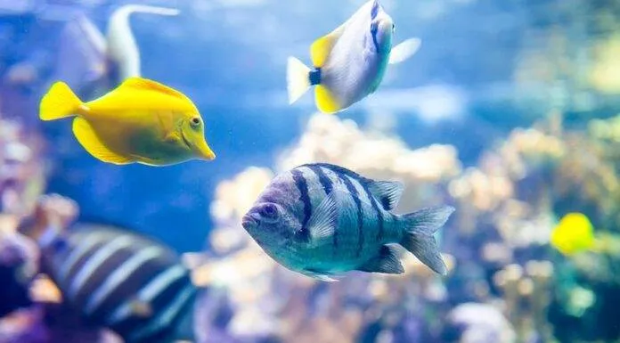 L'aquarium récifal pour les débutants