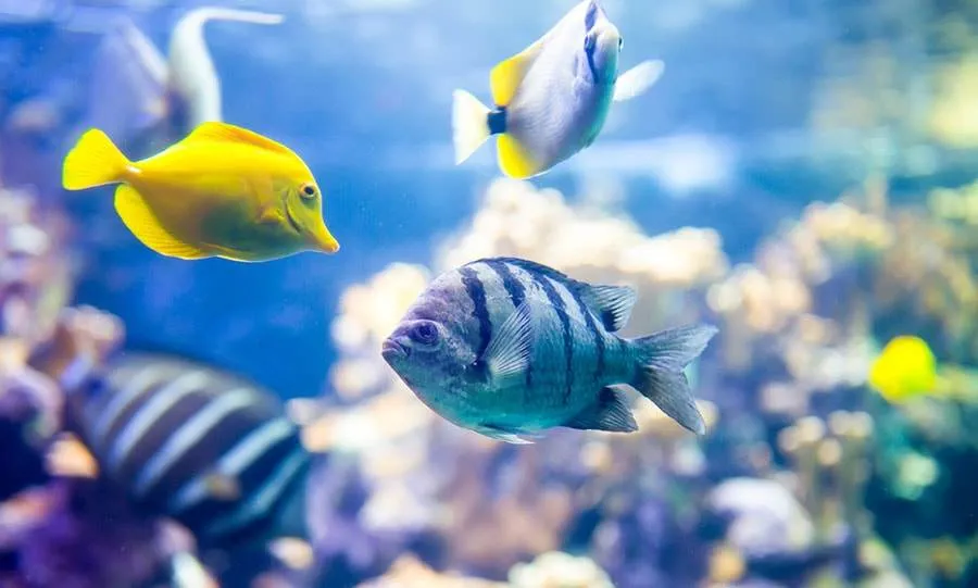 L'aquarium récifal pour les débutants