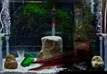 Le principe du filtre pour un aquarium Le principe du filtre pour un aquarium