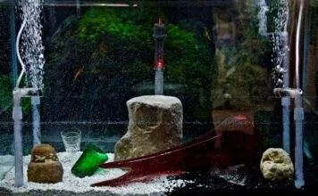 Le principe du filtre pour un aquarium Le principe du filtre pour un aquarium