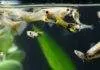 L’importance de la dureté de l’eau pour les poissons d’aquarium L'importance de la dureté de l'eau pour les poissons d'aquarium