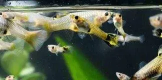 L'importance de la dureté de l'eau pour les poissons d'aquarium