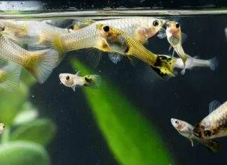 L'importance de la dureté de l'eau pour les poissons d'aquarium