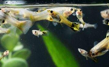 L'importance de la dureté de l'eau pour les poissons d'aquarium