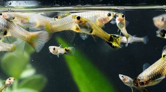 L'importance de la dureté de l'eau pour les poissons d'aquarium