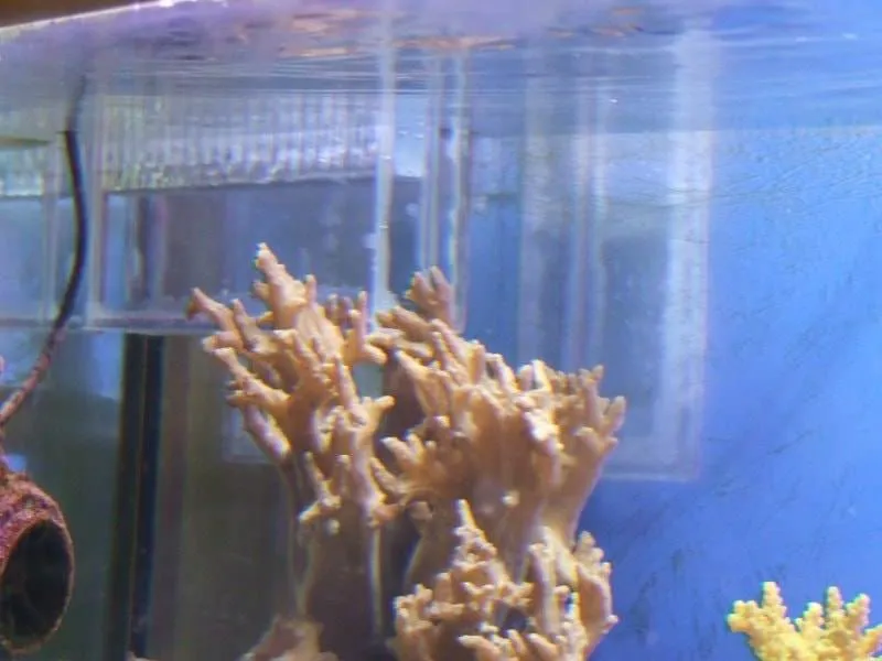 Mise en place dans le bac (2)