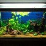 aquarium avec relief et racine