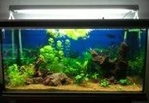 aquarium avec relief et racine