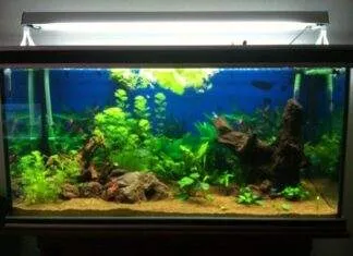 aquarium avec relief et racine