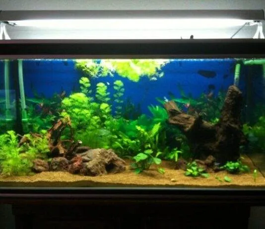 aquarium avec relief et racine