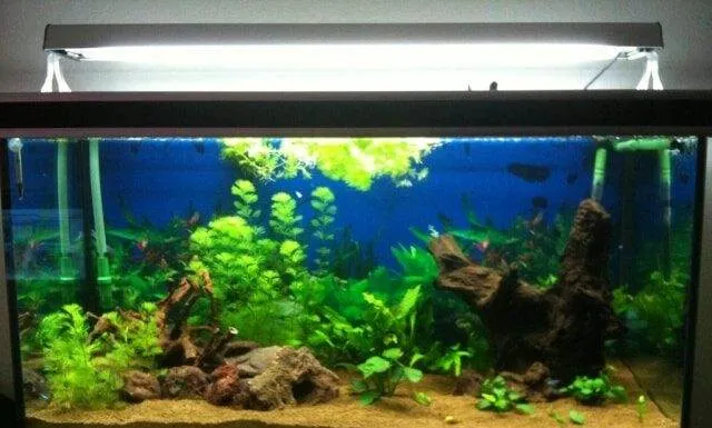 aquarium avec relief et racine