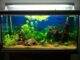 aquarium avec relief et racine
