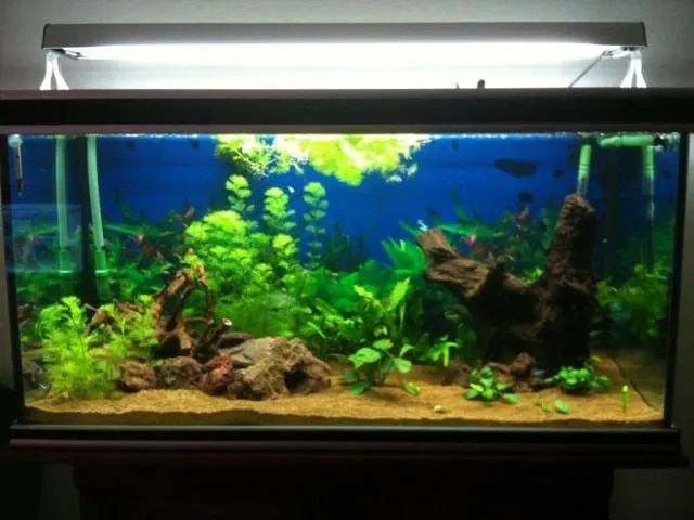 aquarium avec relief et racine