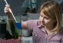 comment se débarrasser des algues dans un aquarium comment se débarrasser des algues dans un aquarium