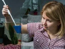 comment se débarrasser des algues dans un aquarium