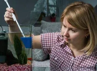 comment se débarrasser des algues dans un aquarium comment se débarrasser des algues dans un aquarium