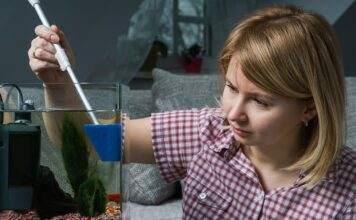 comment se débarrasser des algues dans un aquarium