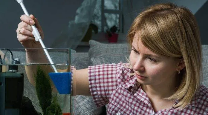 comment se débarrasser des algues dans un aquarium comment se débarrasser des algues dans un aquarium