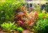 les besoins des plantes d'aquarium