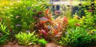les besoins des plantes d'aquarium