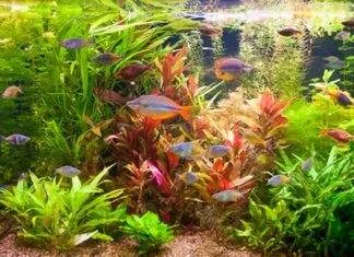 les besoins des plantes d’aquarium les besoins des plantes d'aquarium