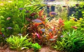 les besoins des plantes d’aquarium les besoins des plantes d'aquarium