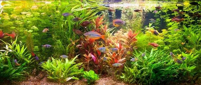 les besoins des plantes d'aquarium