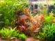 les besoins des plantes d'aquarium