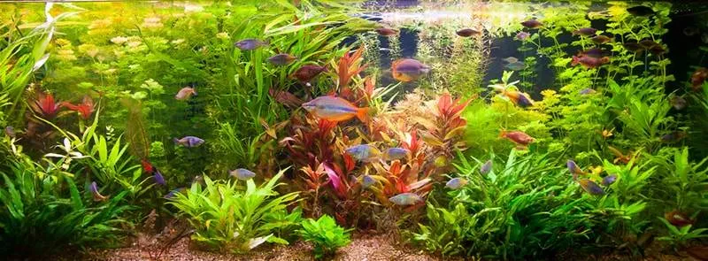 les besoins des plantes d'aquarium