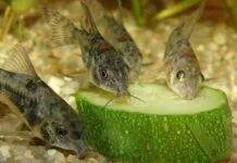 Légumes indispensable pour poissons d’aquarium poisson Corys Paleatus mange les légumes