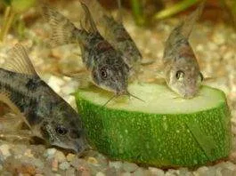 poisson Corys Paleatus mange les légumes