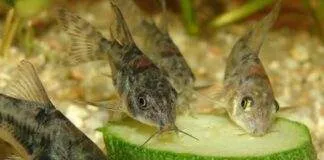 poisson Corys Paleatus mange les légumes