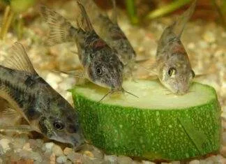 poisson Corys Paleatus mange les légumes
