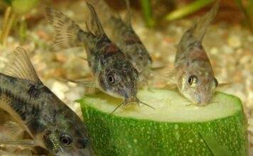 Légumes indispensable pour poissons d’aquarium poisson Corys Paleatus mange les légumes