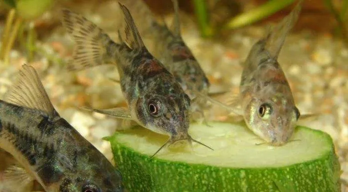 poisson Corys Paleatus mange les légumes