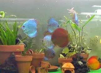 Des plantes en pot dans l’aquarium Des plantes en pot dans l'aquarium