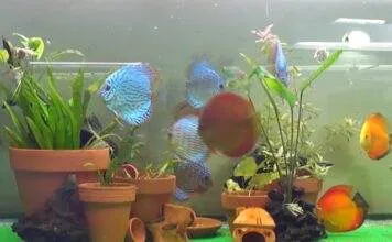 Des plantes en pot dans l’aquarium Des plantes en pot dans l'aquarium