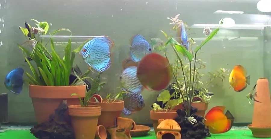 Des plantes en pot dans l'aquarium