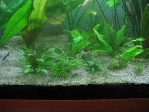 Expériences personnelles sur les algues vertes filamenteuses