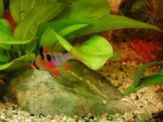 Femelle Ramirezi - Souche Allemande