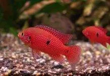 Debuter avec les Cichlidés nain d’Afrique de l’Ouest (Fluviatiles Africains) Hemichromis lifalili