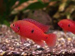 Hemichromis lifalili