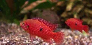 Hemichromis lifalili