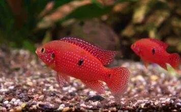 Hemichromis lifalili