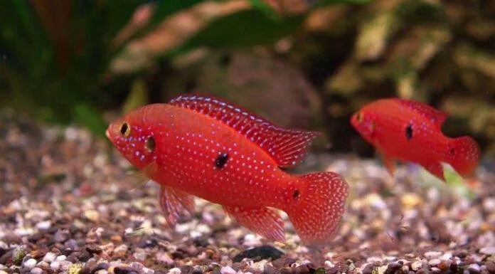 Debuter avec les Cichlidés nain d’Afrique de l’Ouest (Fluviatiles Africains) Hemichromis lifalili