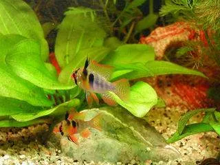 Le couple surveille les alevins