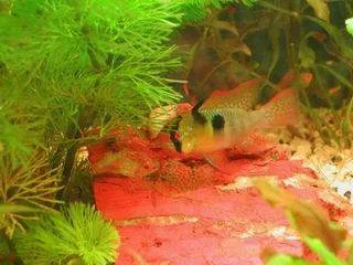 Le mâle surveille la ponte