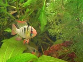 Mâle Ramirezi - Souche Thaïlandaise