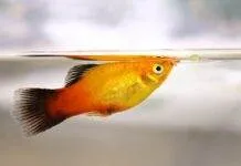 Platy Beaucoup de charme et des inconvénients